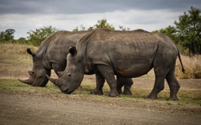 Devenez Un Rhinocéros – Les 5 obstacles de l’entrepreneur (partie 2)