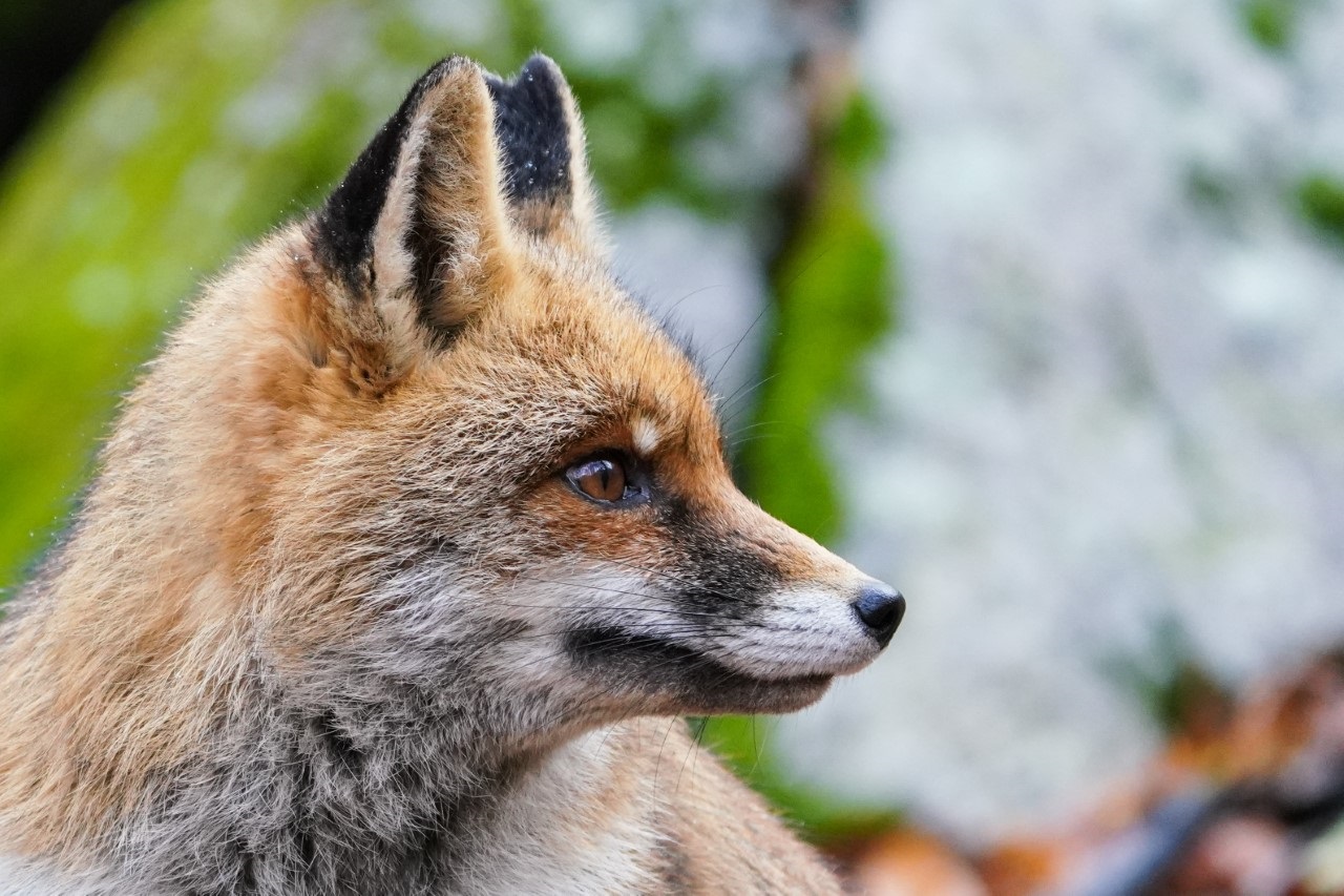 renard fox