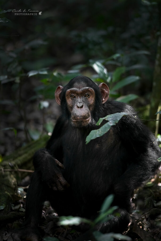 jeune chimpanzé