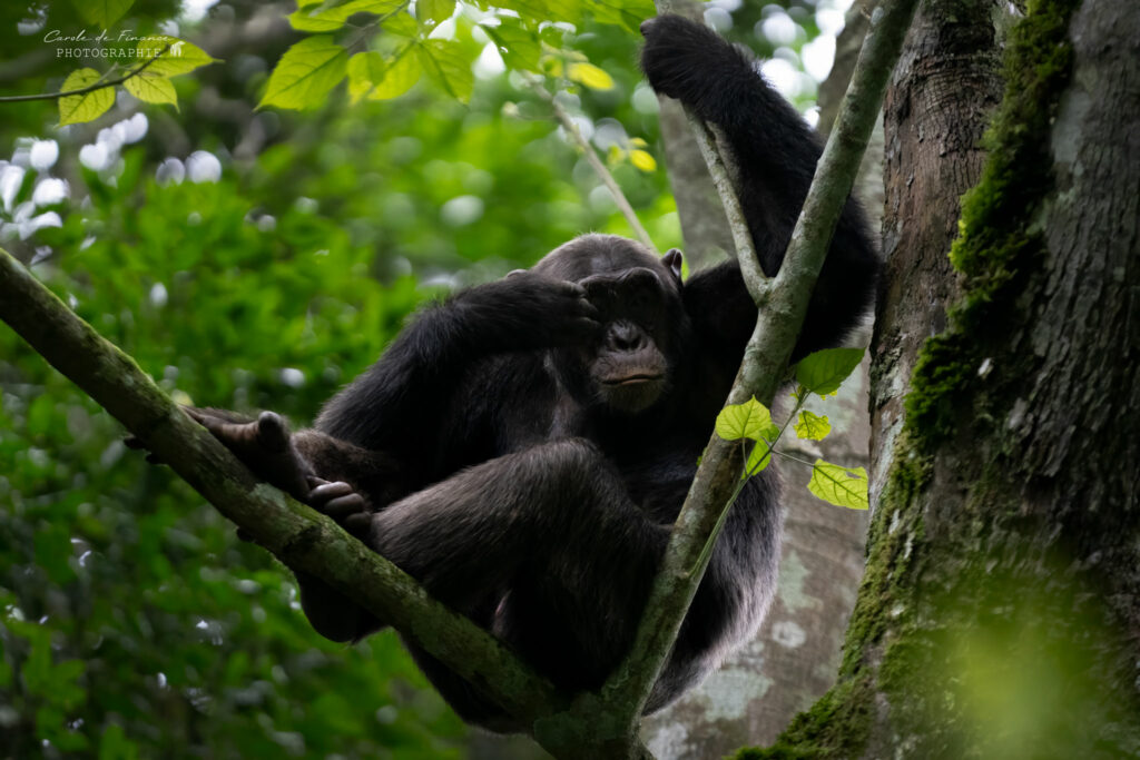 chimpanzé penseur
