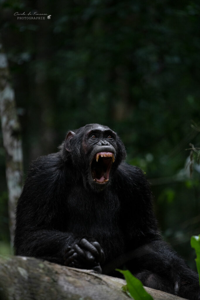 chimpanzé kibale